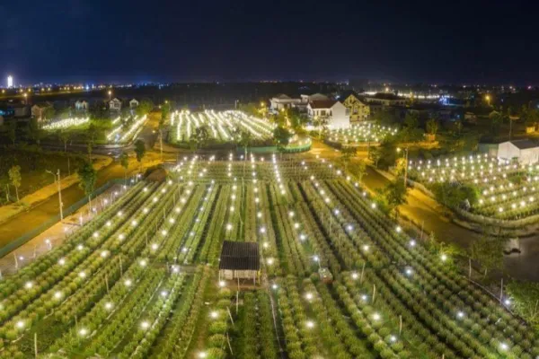 Campo iluminado de fruta del dragón durante la noche en Vietnam